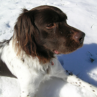 Alvar